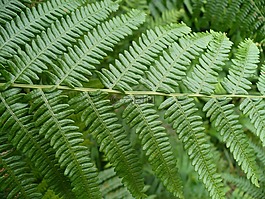 蕨,性質(zhì),植物