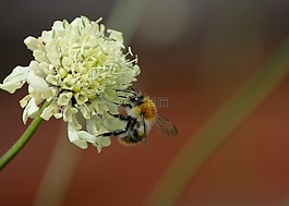 熊蜂,蜜蜂,花