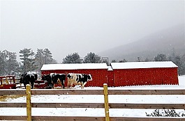 牛,雪,白