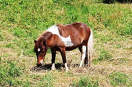 小馬,飼料,吃