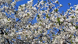 櫻花,開花,梅花