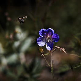 開花,紫,蜜蜂