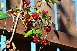 漿果,紅色,成熟