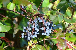 漿果,藍色,成熟