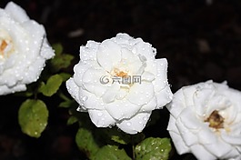 粉色,白玫瑰,宏