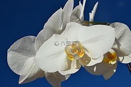 蓝色的天空,白兰花,洁白的花朵