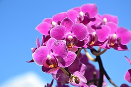 藍色的天空,紫蘭,紫色花