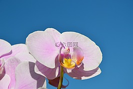 藍色的天空,玫瑰蘭花,玫瑰花朵