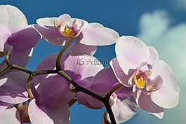 藍色的天空,玫瑰蘭花,玫瑰花朵