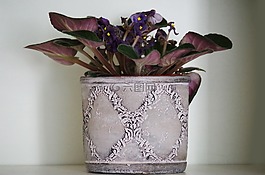 花,花盆,紫羅蘭色