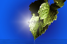 叶子,绿色,光
