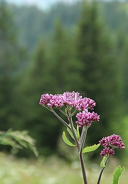 花,開花,紫
