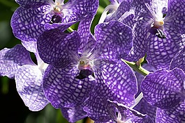花,開花,蘭花