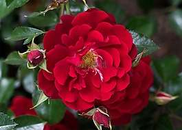花,開花,玫瑰