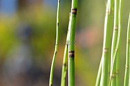 池塘植物,廠,性質(zhì)