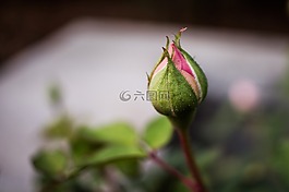 花蕾,盛開(kāi),開(kāi)花