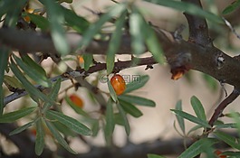 鼠李,水果,漿果