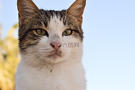 貓,迷路,臉