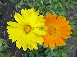 鮮花,對,黃色