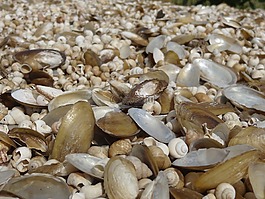 貝殼,自然,海濱
