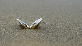 外殼,海灘,沙