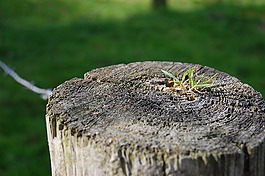 文章,草,景觀