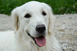 狗,婊子,金毛獵犬