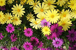 花卉園,鮮花,紫色的花朵