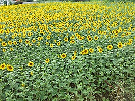 鮮花,向日葵,場