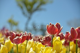 郁金香,鮮花,朵紅色的花