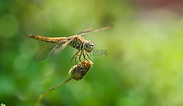 蜻蜓,bug,自然
