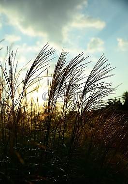 里德,發(fā)光,天空