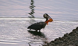 鳥(niǎo),藍(lán)鷺,藍(lán)色