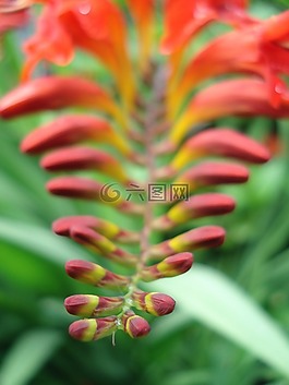 鮮花,關閉,植物