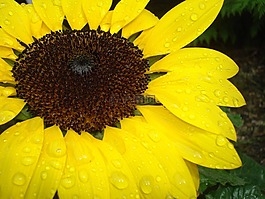 sonnebblume,關(guān)閉,雨滴