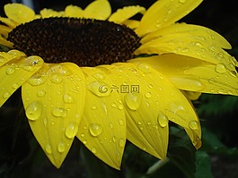 太陽花,關(guān)閉,雨滴