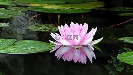 花,蓮花,夏天