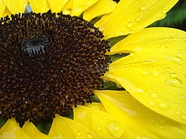 太陽(yáng)花,關(guān)閉,雨滴