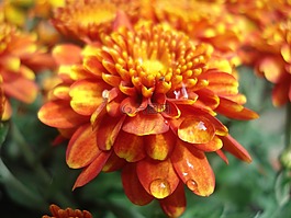 花,關(guān)閉,性質(zhì)