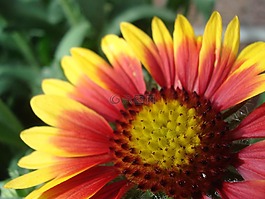 花,關(guān)閉,性質(zhì)