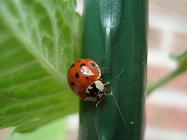 瓢蟲(chóng),性質(zhì),動(dòng)物