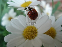 瓢蟲(chóng),性質(zhì),動(dòng)物