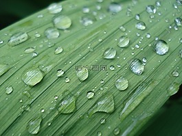 雨滴,葉子,性質(zhì)