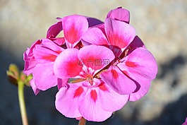 夏季花卉,玫瑰天竺葵,性質(zhì)