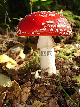 飛木耳,蘑菇,性質(zhì)