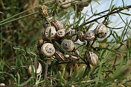 蜗牛,壳,组