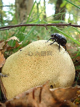 樹菌,蘑菇,性質
