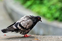 鳥,自然鴿子,性質(zhì)
