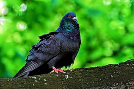 鳥,自然鴿子,性質