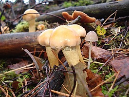 蘑菇,性質(zhì),秋季